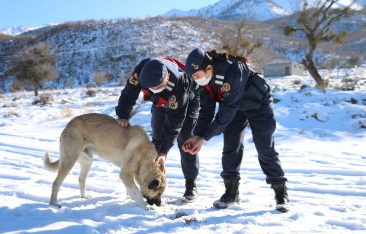 Jandarma ekipleri doğaya yem bıraktı