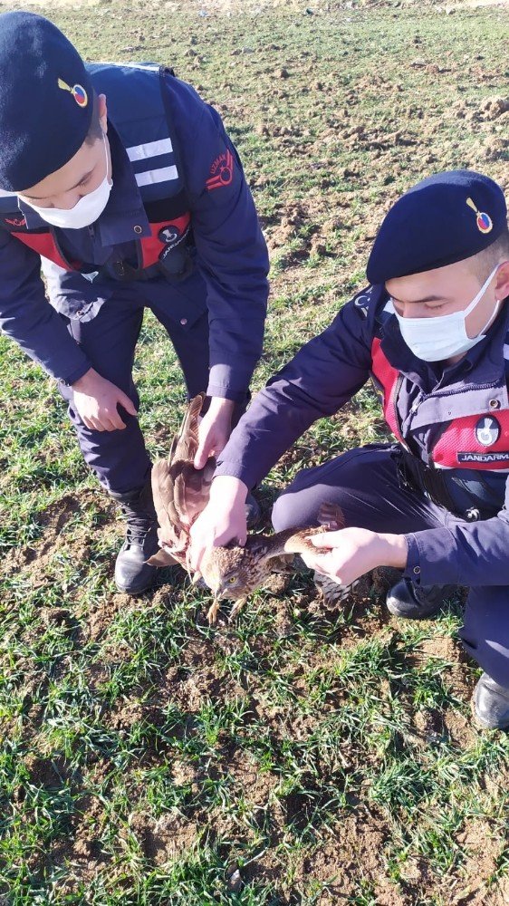 Yolda bulunan yaralı şahin tedaviye alındı