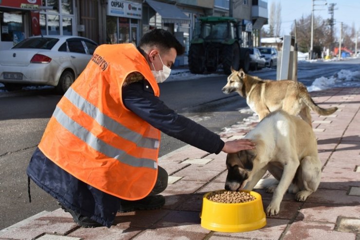 İnönü Belediyesi sokak hayvanlarına mama ve sevgi desteğini sürdürüyor