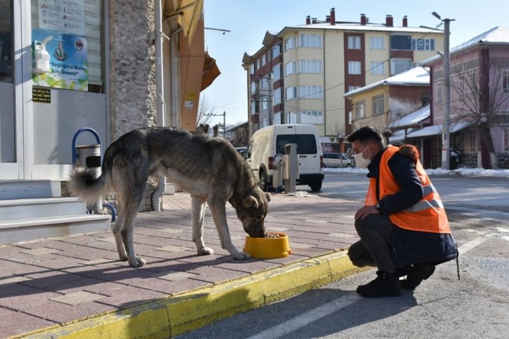 İnönü Belediyesi sokak hayvanlarına mama ve sevgi desteğini sürdürüyor