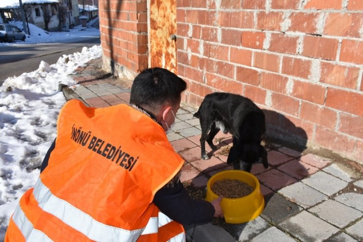 İnönü Belediyesi sokak hayvanlarına mama ve sevgi desteğini sürdürüyor