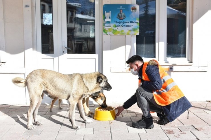 İnönü Belediyesi sokak hayvanlarına mama ve sevgi desteğini sürdürüyor