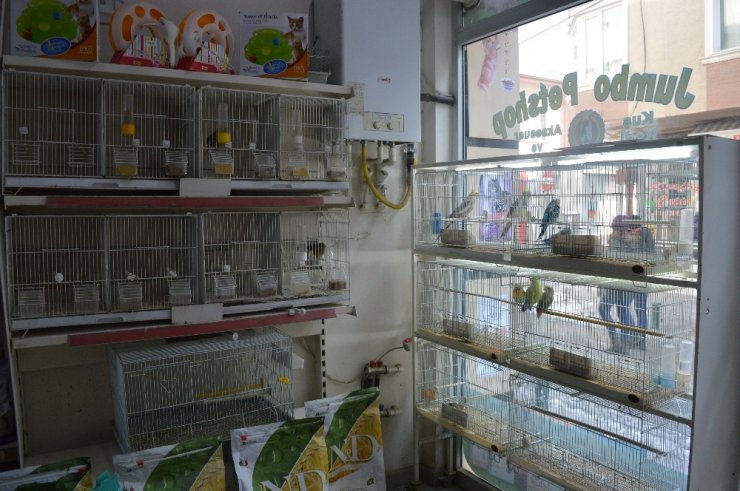 Petshoplarda satacak kuş kalmadı