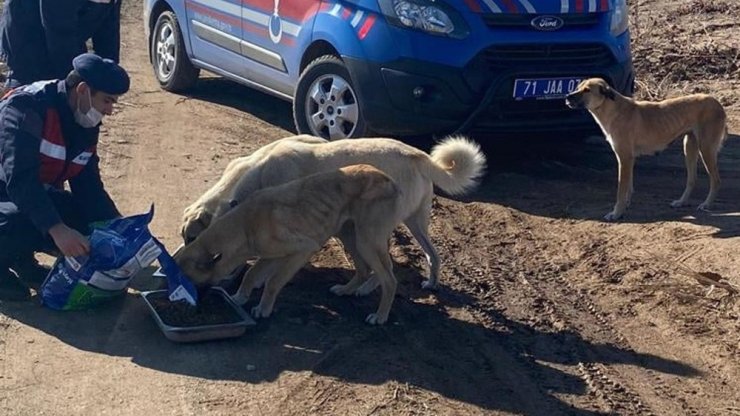 Jandarma sokak hayvanlarını elleriyle besledi