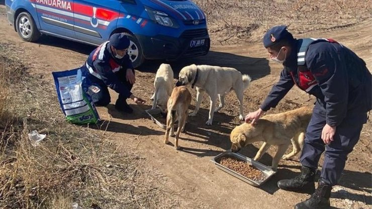 Jandarma sokak hayvanlarını elleriyle besledi