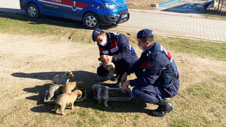 Jandarma sokak hayvanlarını elleriyle besledi