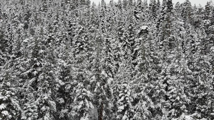 Anadolu’nun yüce dağı Ilgaz’da kar manzaraları