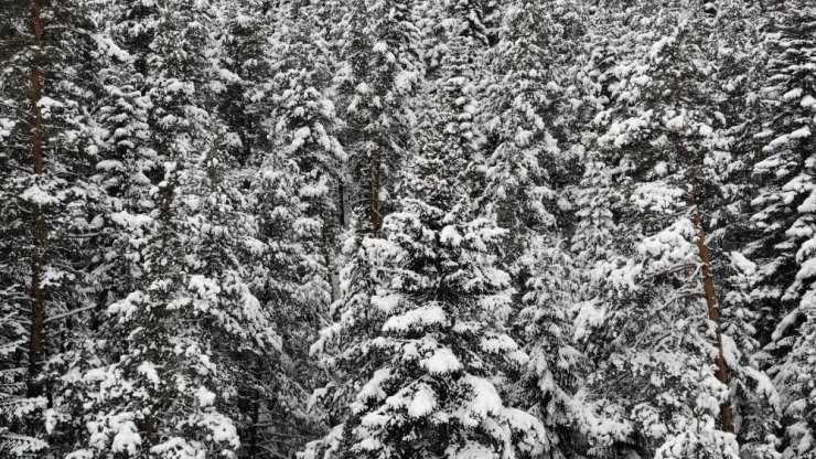 Anadolu’nun yüce dağı Ilgaz’da kar manzaraları