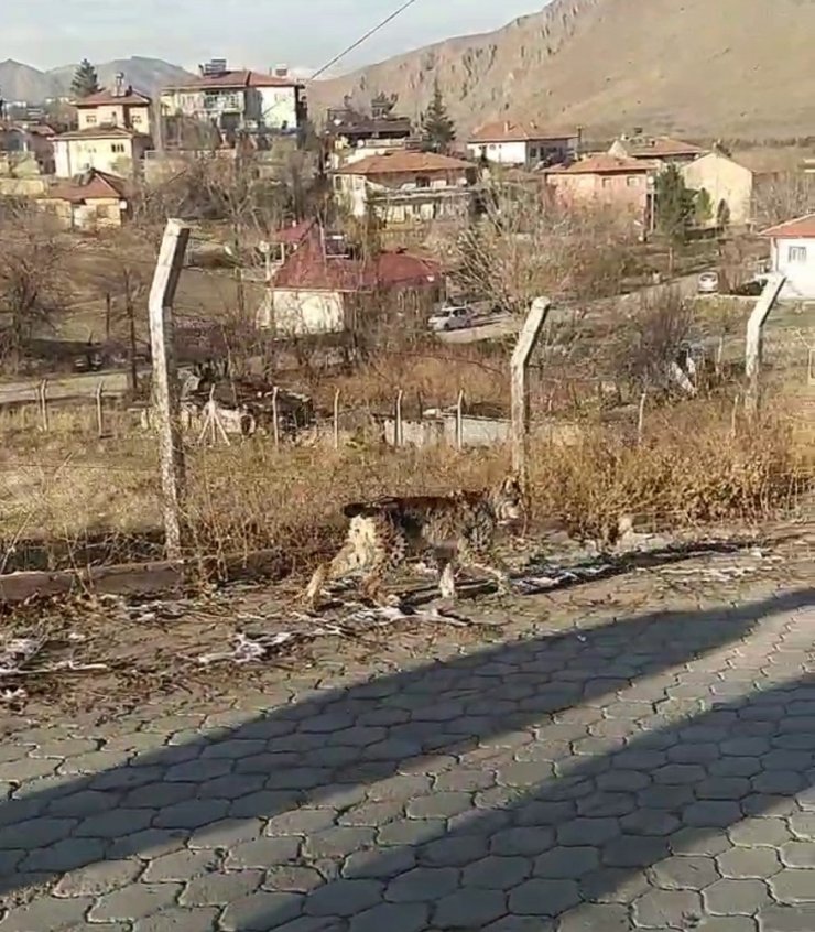 Nadir görülen vahşi hayvan ilçe merkezine indi