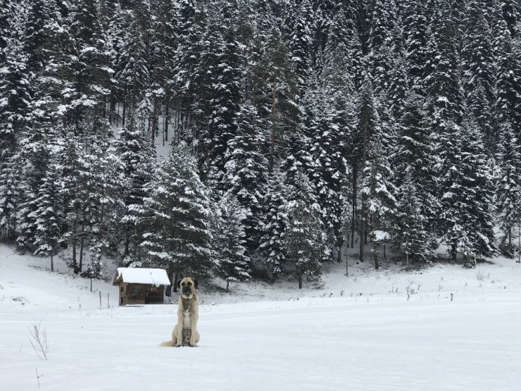 Anadolu’nun yüce dağı Ilgaz’da kar manzaraları