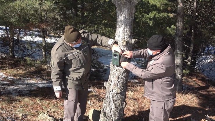 Yaban hayatının gün yüzüne çıkan görüntüleri fotokapanda