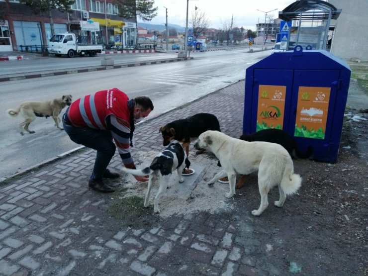 Seyitgazi Kaymakamlığı sokak hayvanları için yiyecek bıraktı