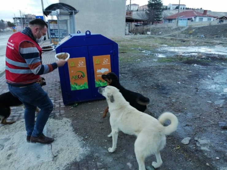 Seyitgazi Kaymakamlığı sokak hayvanları için yiyecek bıraktı