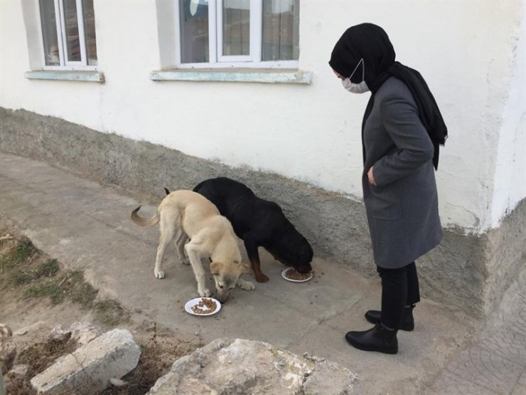 Seyitgazi Kaymakamlığı sokak hayvanları için yiyecek bıraktı