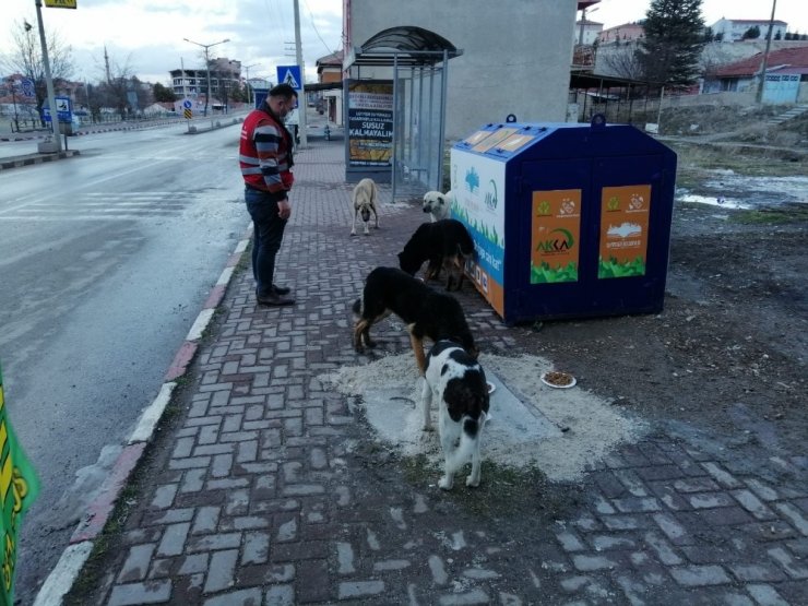 Seyitgazi Kaymakamlığı sokak hayvanları için yiyecek bıraktı