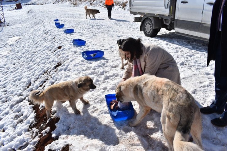 Yemek artıkları ziyan olmuyor, sokak hayvanlarının karnını doyuruyor