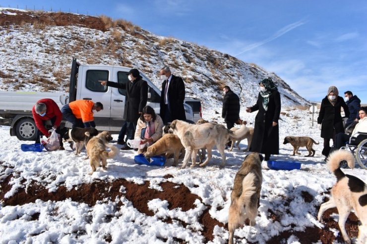 Yemek artıkları ziyan olmuyor, sokak hayvanlarının karnını doyuruyor