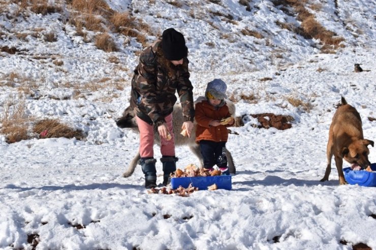 Yemek artıkları ziyan olmuyor, sokak hayvanlarının karnını doyuruyor