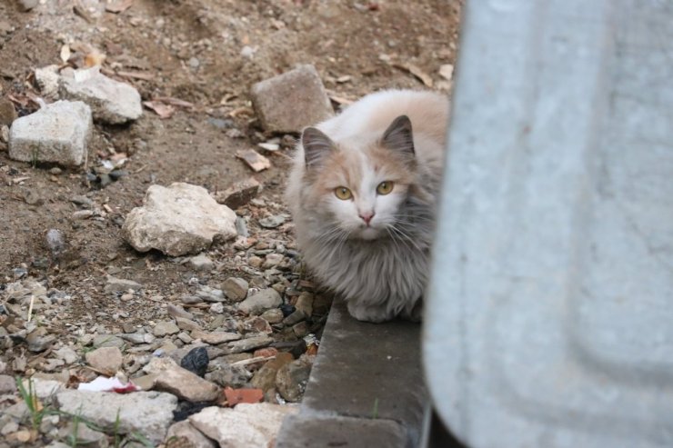 Çatıda mahsur kalan kediyi itfaiye ekipleri kurtardı