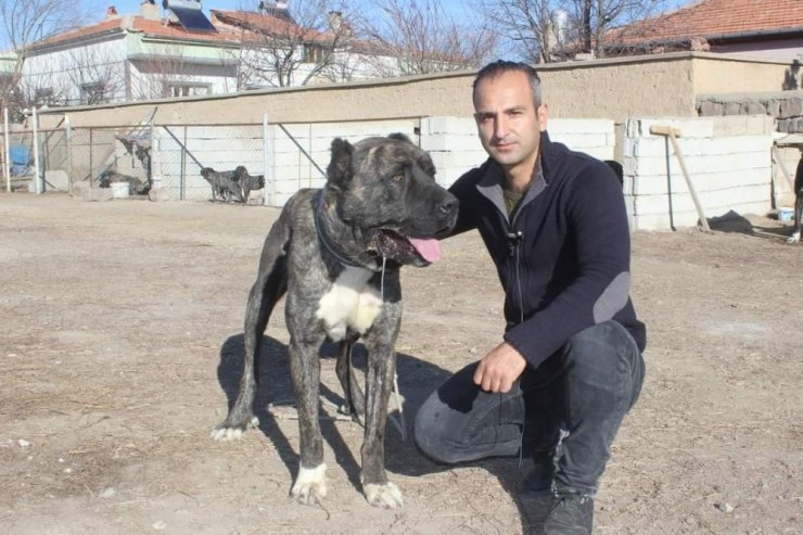 Tomarza’nın Çapar Köpekleri büyük ilgi görüyor