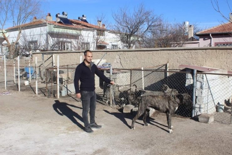 Tomarza’nın Çapar Köpekleri büyük ilgi görüyor