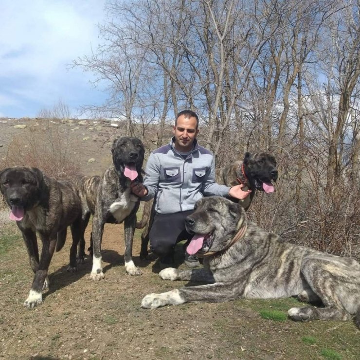 Tomarza’nın Çapar Köpekleri büyük ilgi görüyor