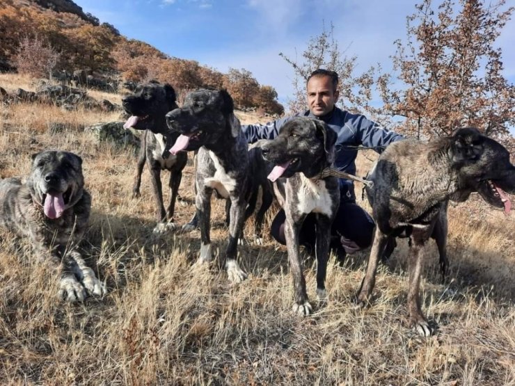 Tomarza’nın Çapar Köpekleri büyük ilgi görüyor