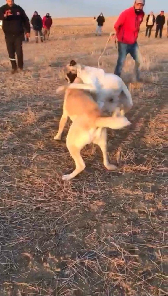 Köpekleri dövüş adı altında birbirine parçalattılar