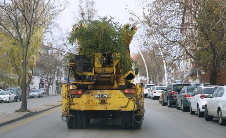 Keçiören’de ağaçlar verimli topraklara taşınıyor