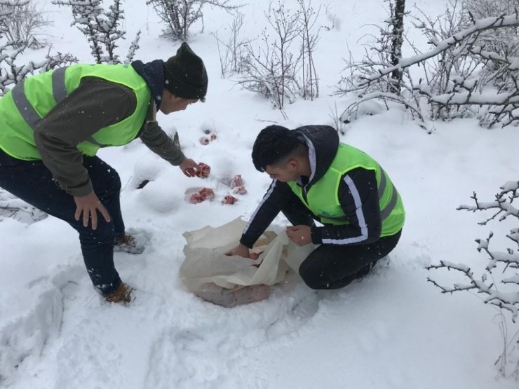 Yaban hayvanları için doğaya yiyecek bıraktılar