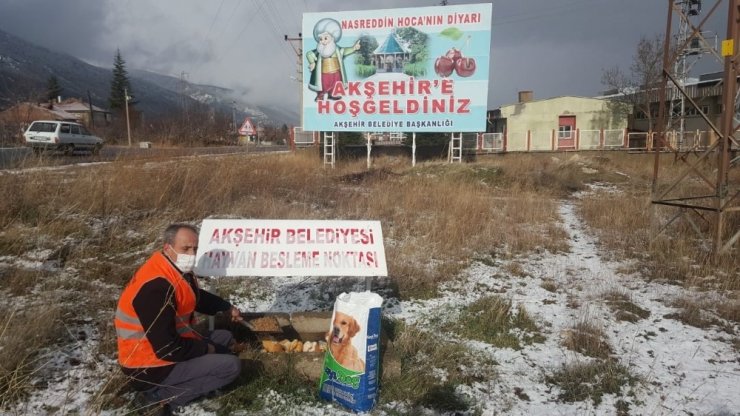 Akşehir Belediyesi sokak hayvanlarını unutmuyor