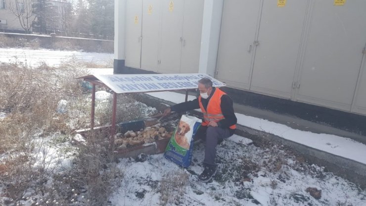 Akşehir Belediyesi sokak hayvanlarını unutmuyor