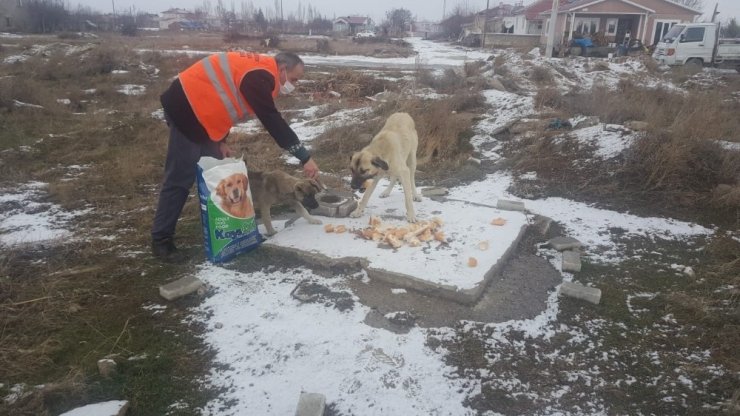 Akşehir Belediyesi sokak hayvanlarını unutmuyor