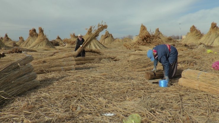 Eksi 10 derecede toplanan kamışlar yurt dışına ihraç ediliyor