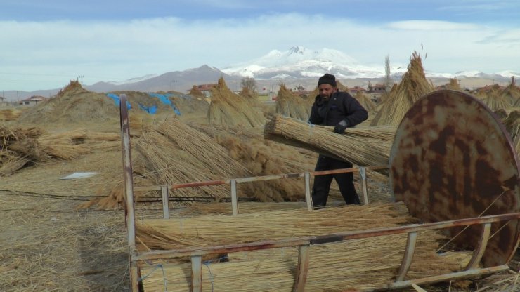 Eksi 10 derecede toplanan kamışlar yurt dışına ihraç ediliyor