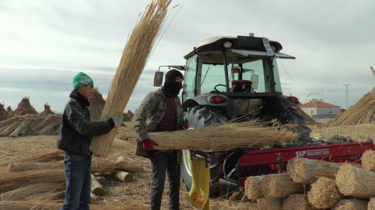 Eksi 10 derecede toplanan kamışlar yurt dışına ihraç ediliyor