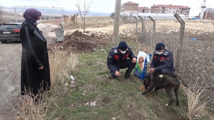 Jandarma sokak hayvanlarını besledi