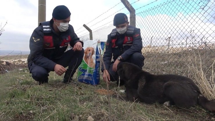 Jandarma sokak hayvanlarını besledi