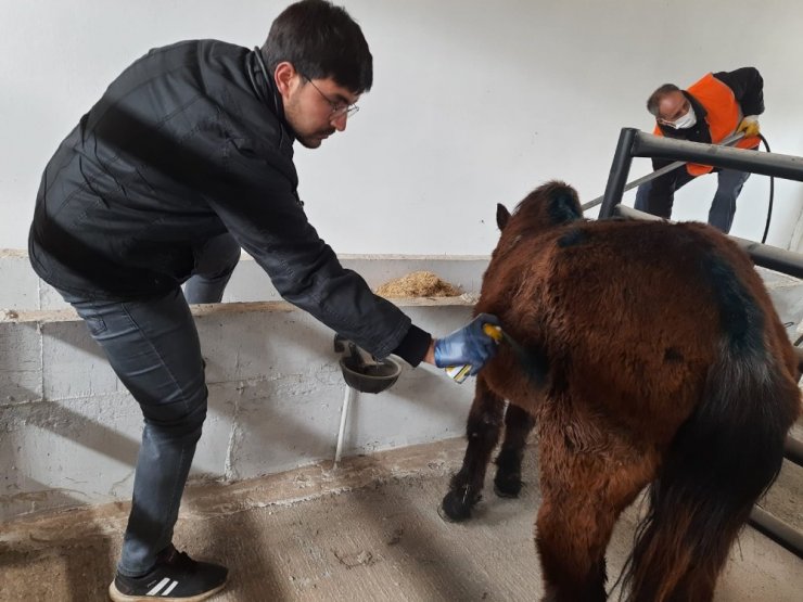 Sahipsiz Ata Akşehir Belediyesi sahip çıktı