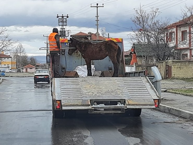 Sahipsiz Ata Akşehir Belediyesi sahip çıktı