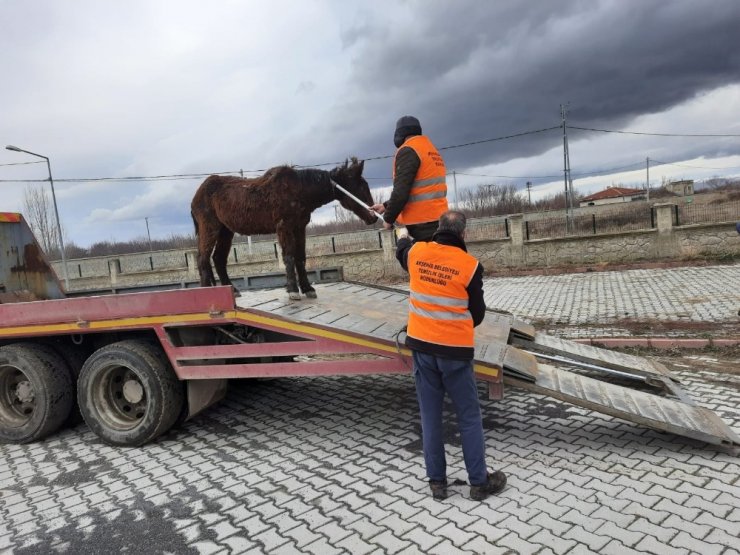 Sahipsiz Ata Akşehir Belediyesi sahip çıktı