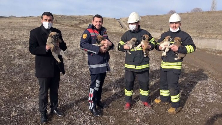 Annesiz köpeklere belediye sahip çıktı