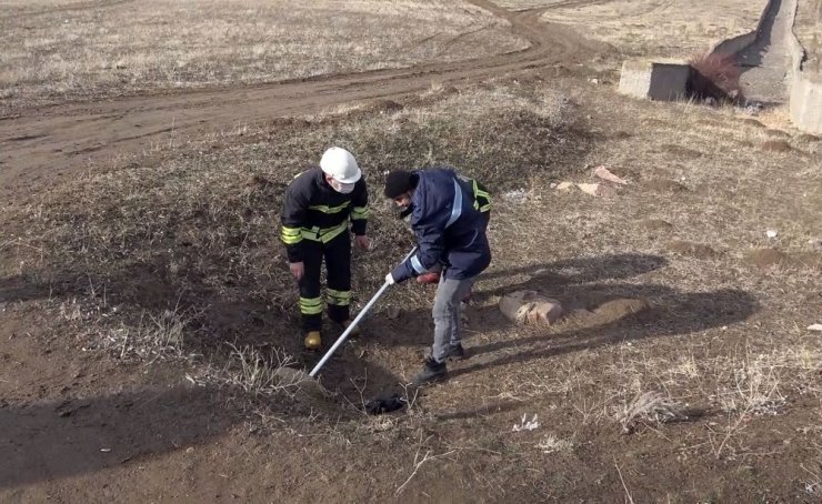 Annesiz köpeklere belediye sahip çıktı