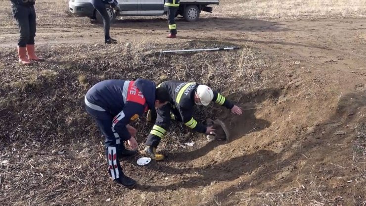 Annesiz köpeklere belediye sahip çıktı