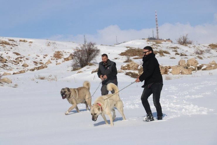 Kurtların korkulu rüyası Kangallar kurtlara nasıl yem oldu