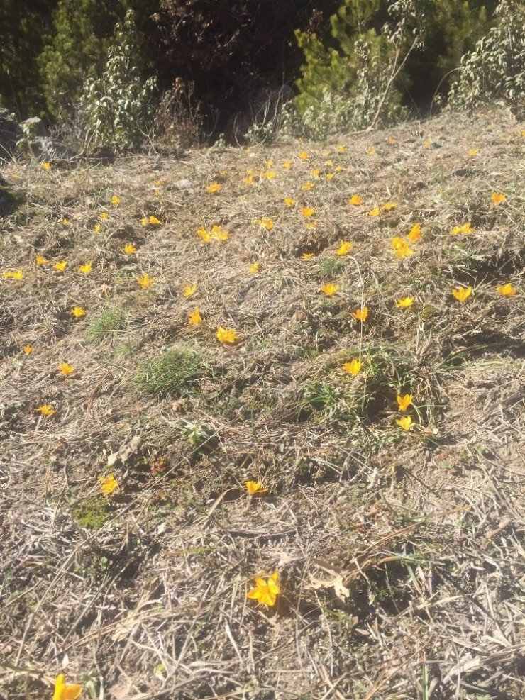 Seyitgazi’de bahar gelmeden çiğdemler çiçek açtı