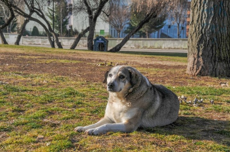 Sokağa çıkma kısıtlamasında Eskişehir’e sessizlik hâkim