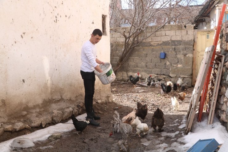 Tavuk hırsızı kurnaz tilki, Sivaslının tuzağına düştü