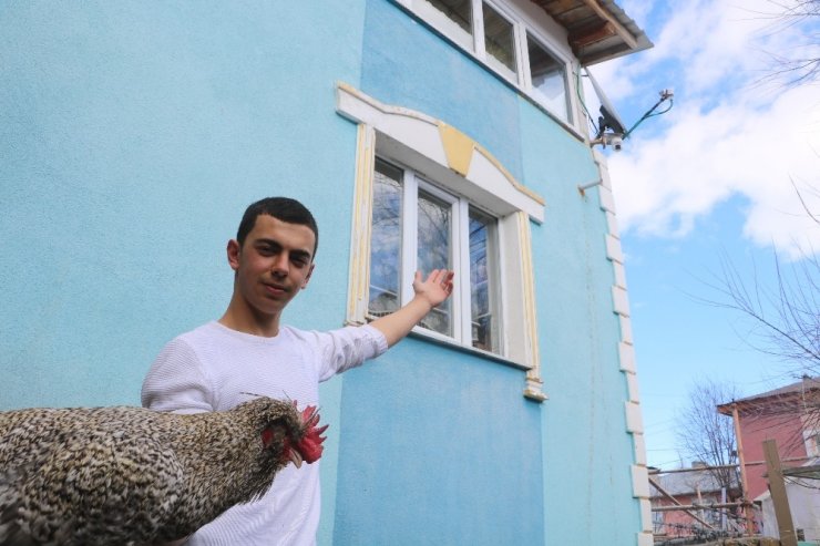 Tavuk hırsızı kurnaz tilki, Sivaslının tuzağına düştü