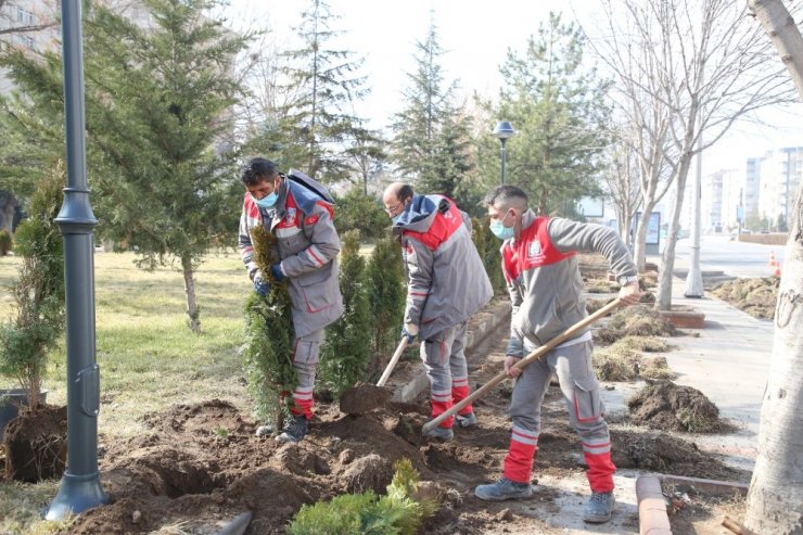 Melikgazi’nin parklarına ağaç ve süs bitkisi dikimi başladı